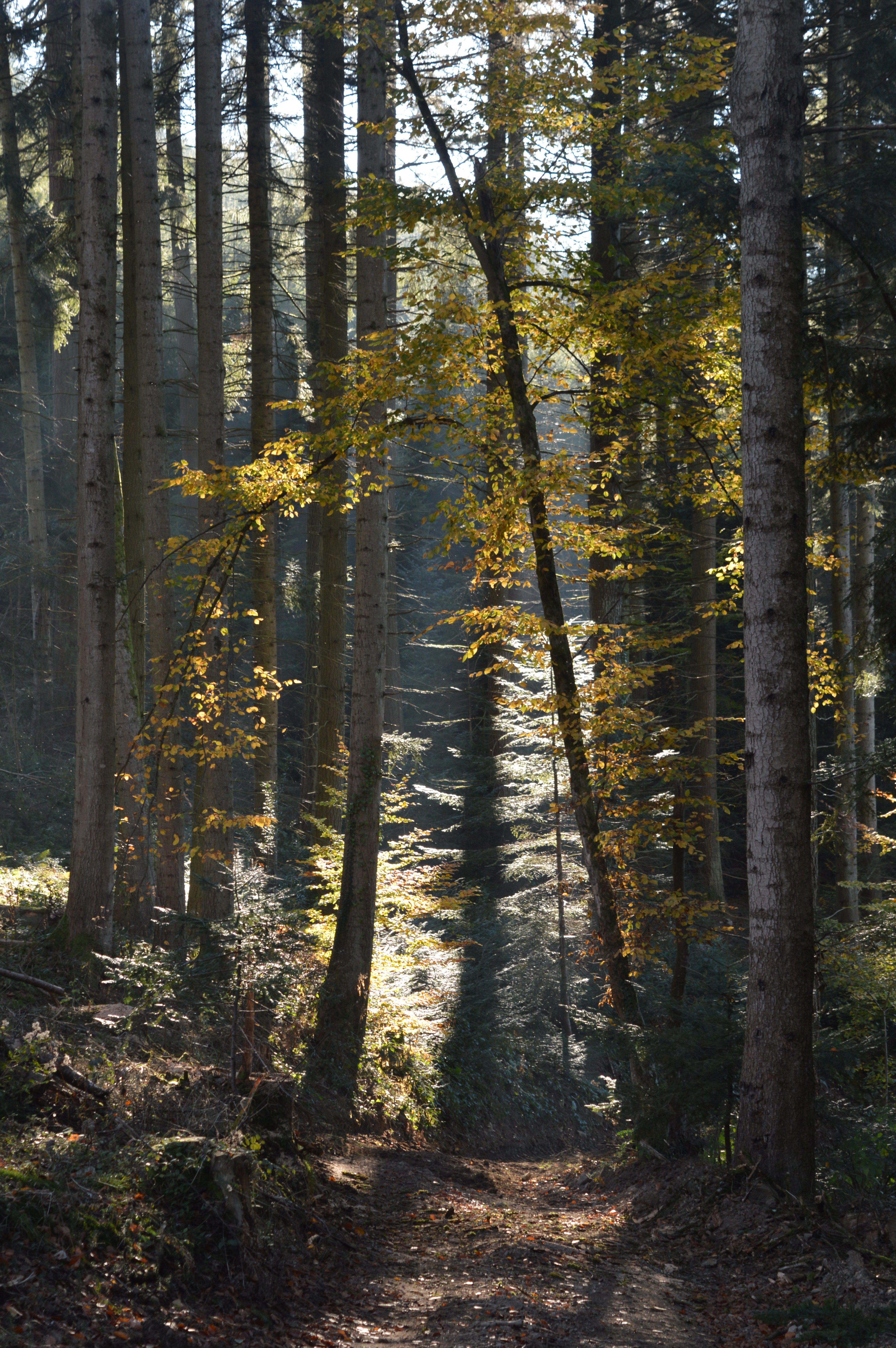 Séjourner à la Fabrique du Ronçon à l&rsquo;automne / Staying at the Fabrique this autumn